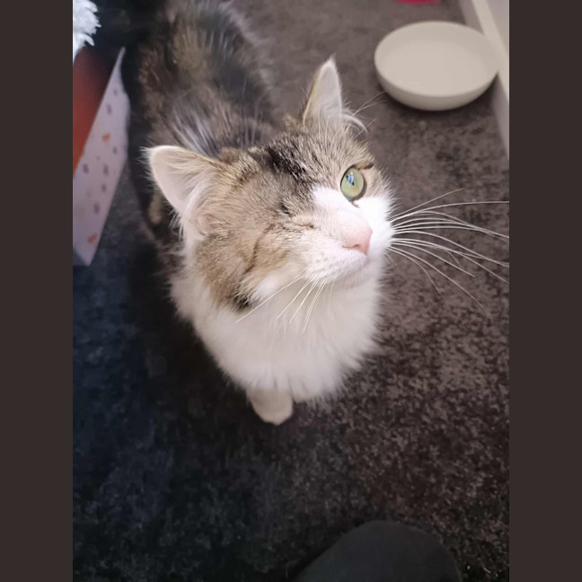 Photo of Ferrero Rocher (Fifi)