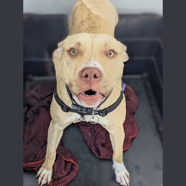 Photo of Maple