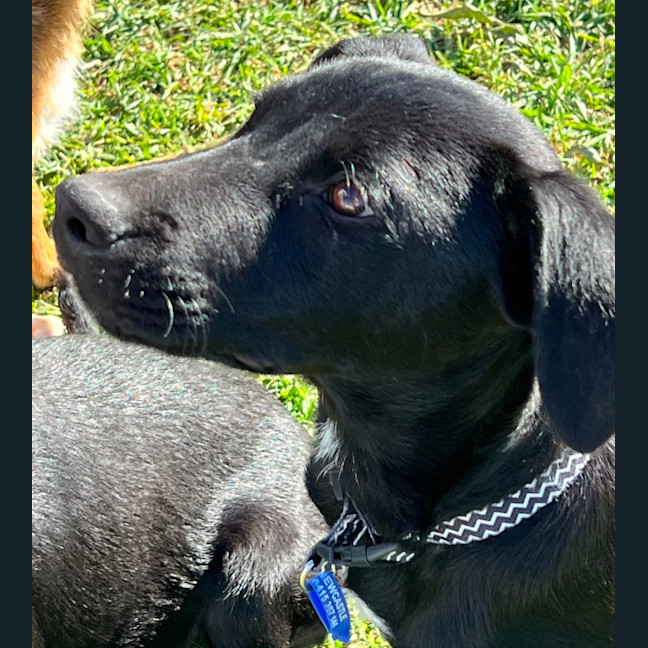 Photo of Prince William   5 Month Old Kelpie X