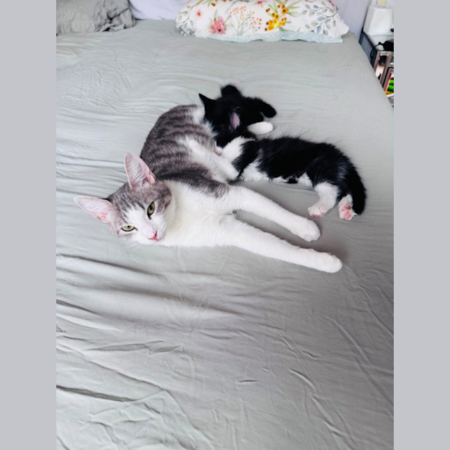 Photo of Pixie 🧚🏻 The Princess 👑 