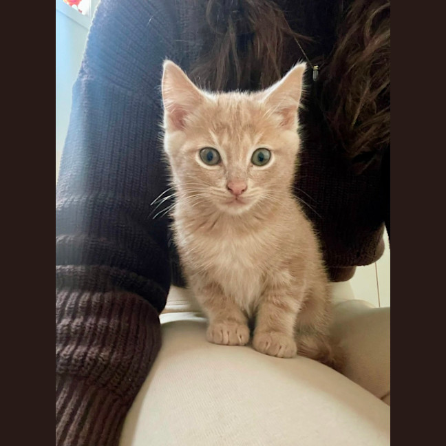Photo of Hiccup