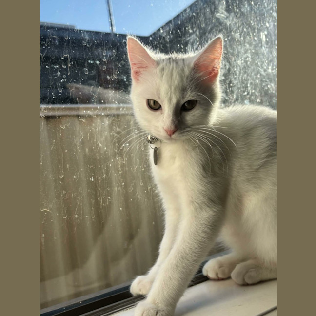 Photo of Lola   In Foster Care In Cranbourne