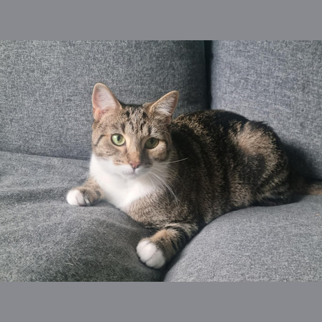 Photo of Zemi 