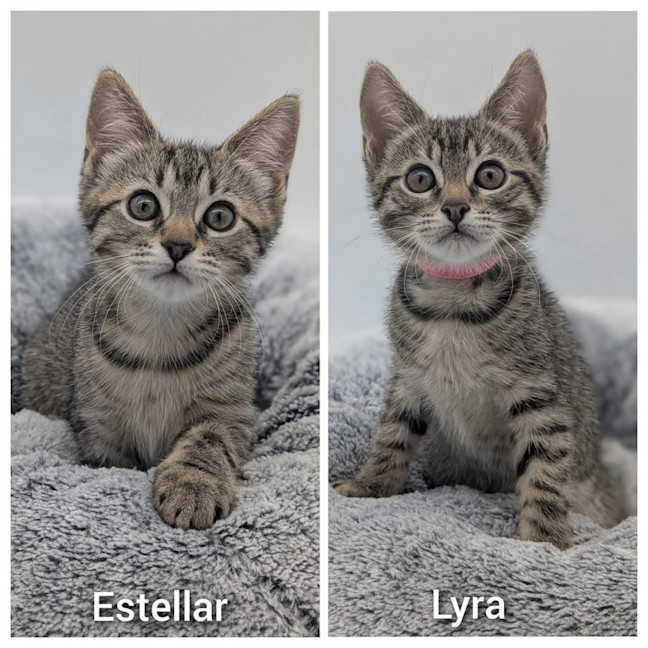 Photo of 11232/3   Estellar & Lyra