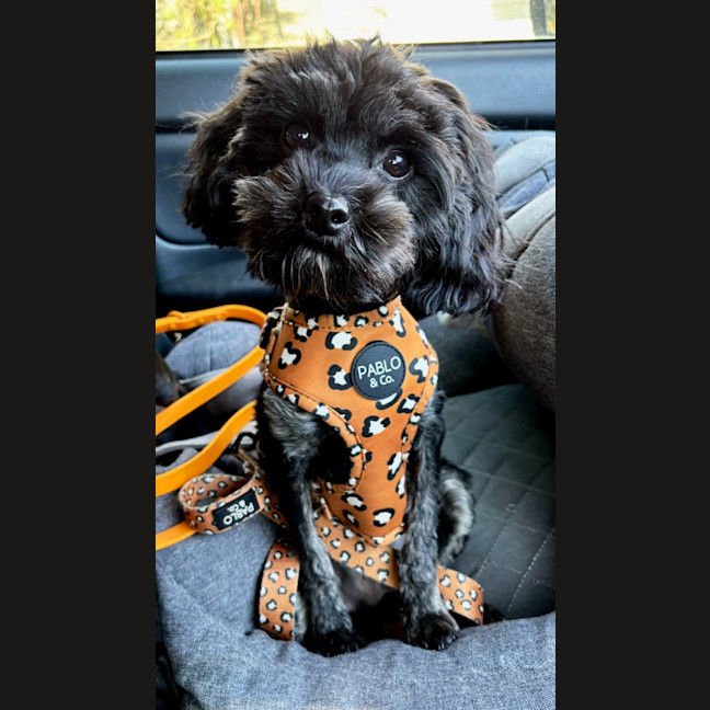 Photo of Belle 