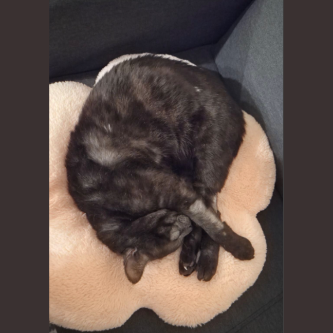 Photo of Nyx