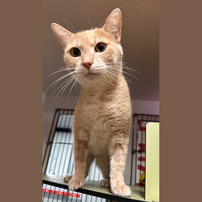 Photo of Peaches