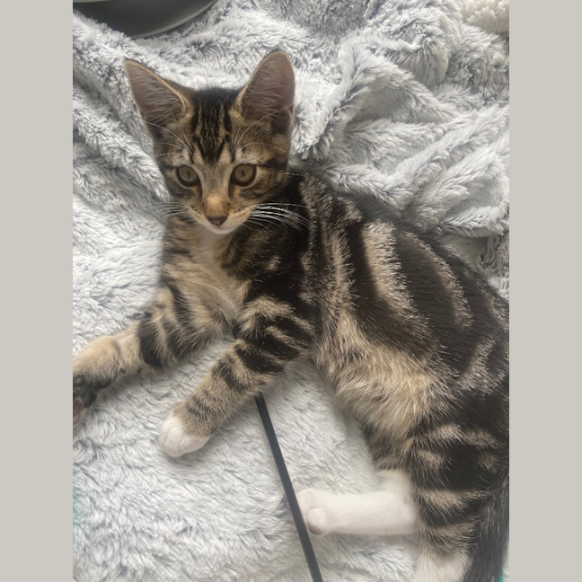 Photo of Tig Sanderson