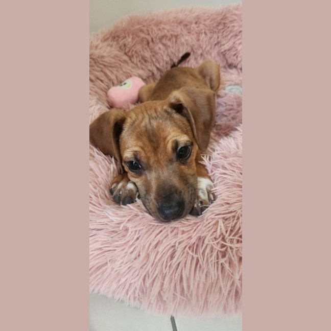 Photo of Paisley   5 Month Old Kelpie X Jack Russell