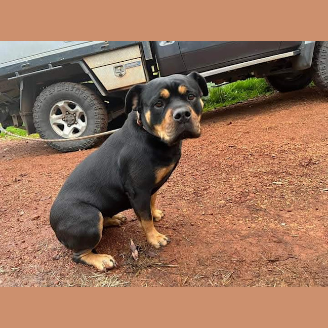 Photo of Marshmallow