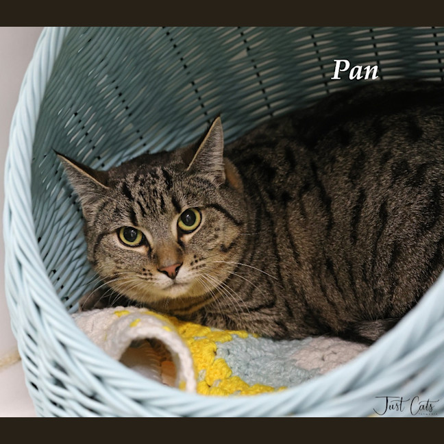 Photo of Pan
