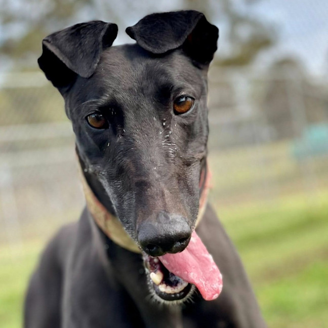 Photo of Shiloh The Greyhound