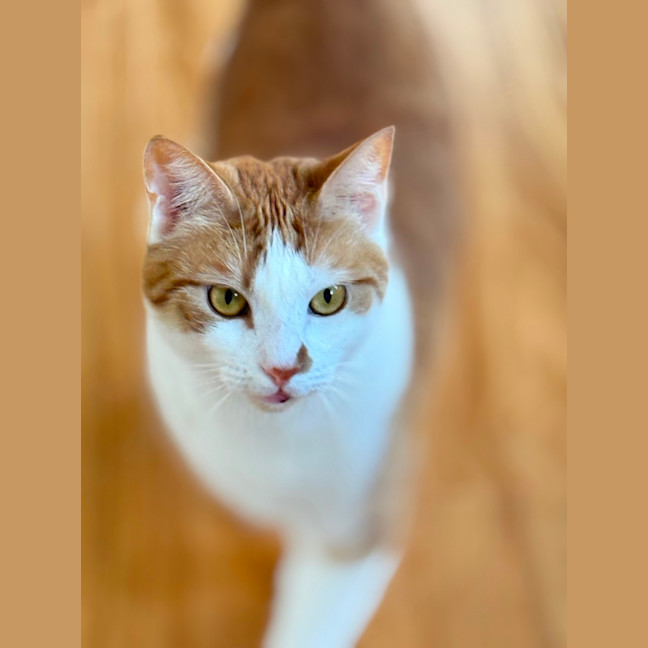 Photo of Peach