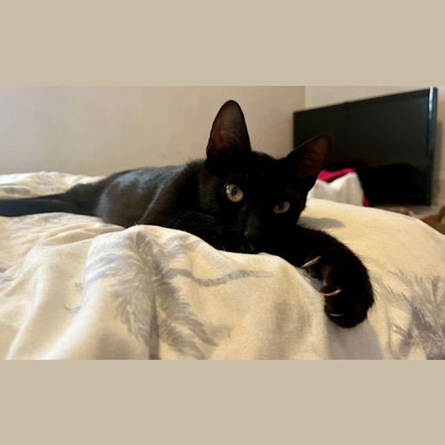 Photo of Toothless