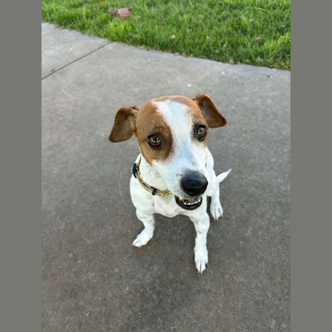 Photo of Milo 