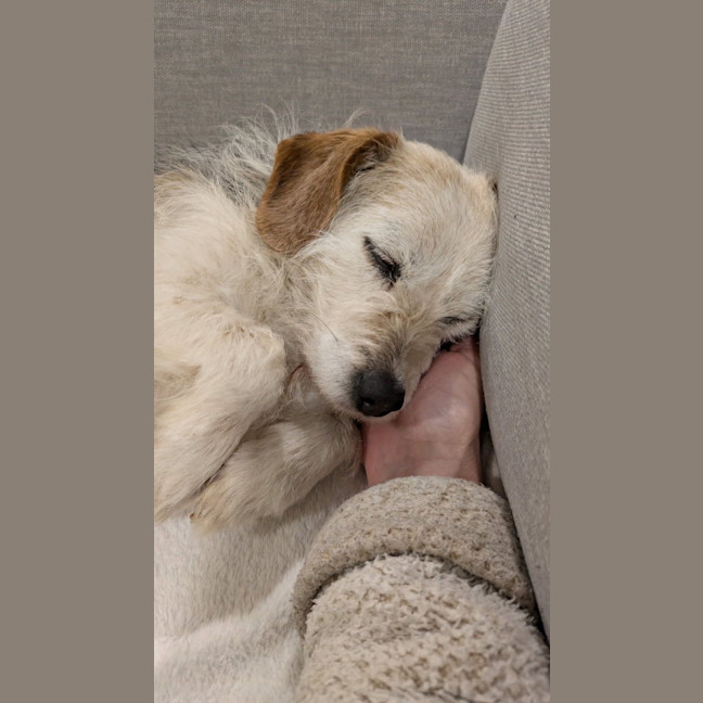 Photo of Sparky