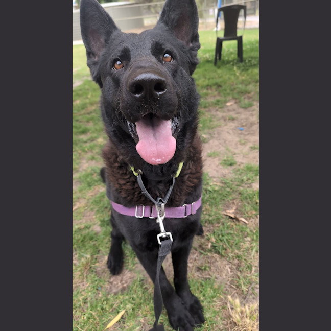 Photo of Ebony