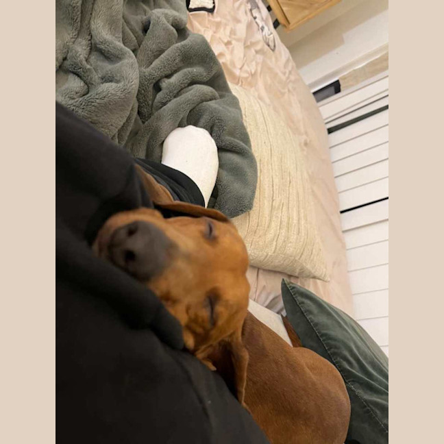 Photo of Fred   Handsome Almost 3yr Old Boy