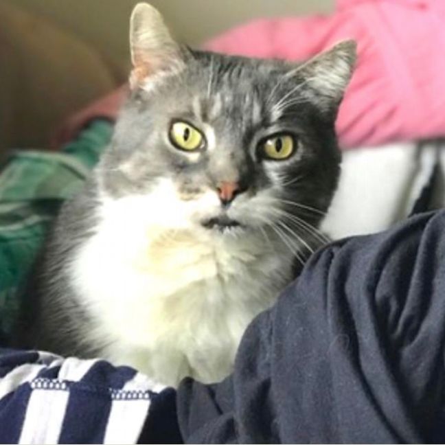 Photo of Penny