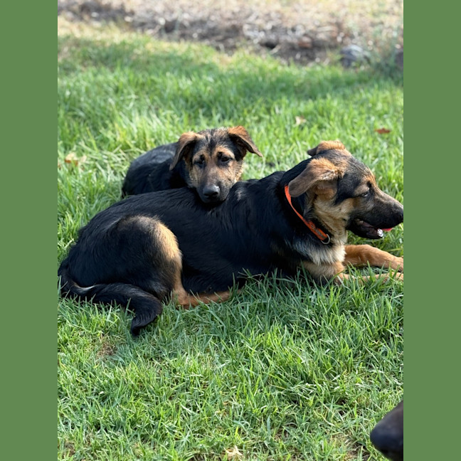 Photo of Fergus 🧡