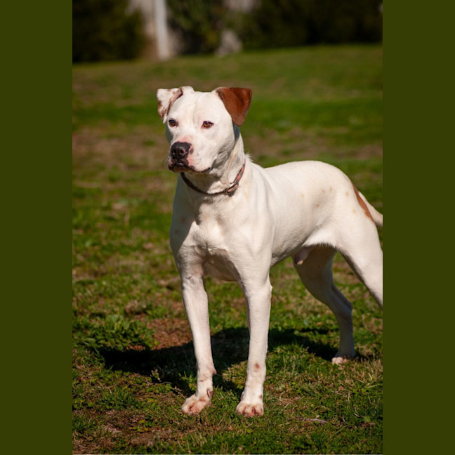 Photo of Barney