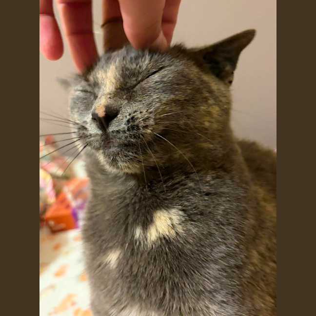 Photo of Luna
