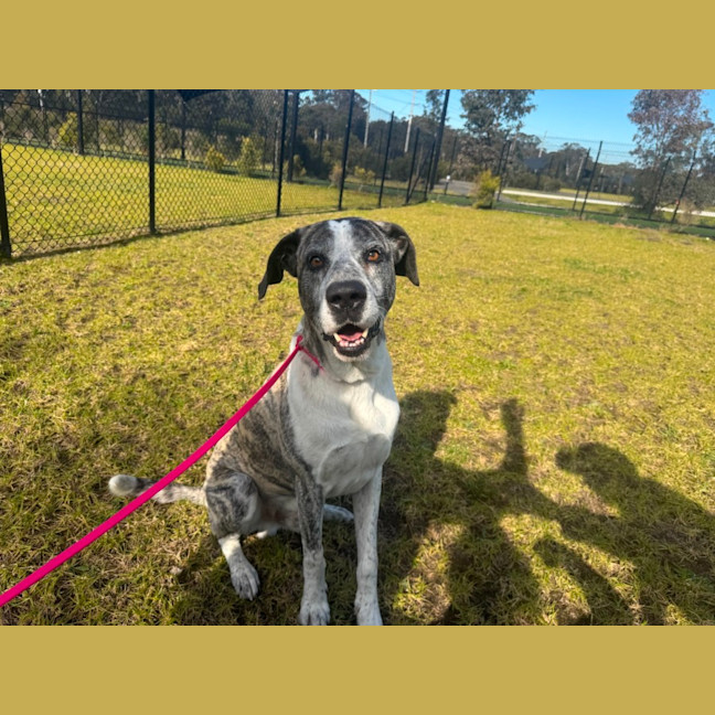 Photo of Carlos Imp 1451