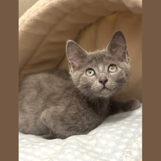 Photo of Dusty