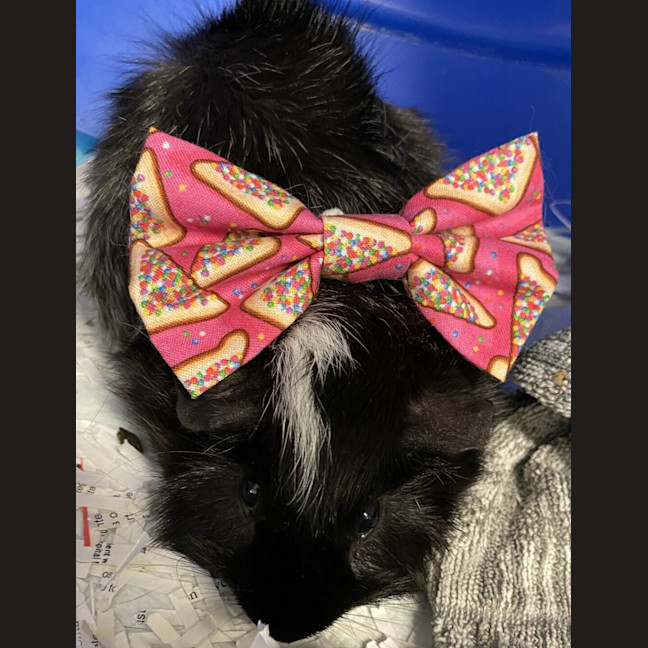 Photo of Oreo