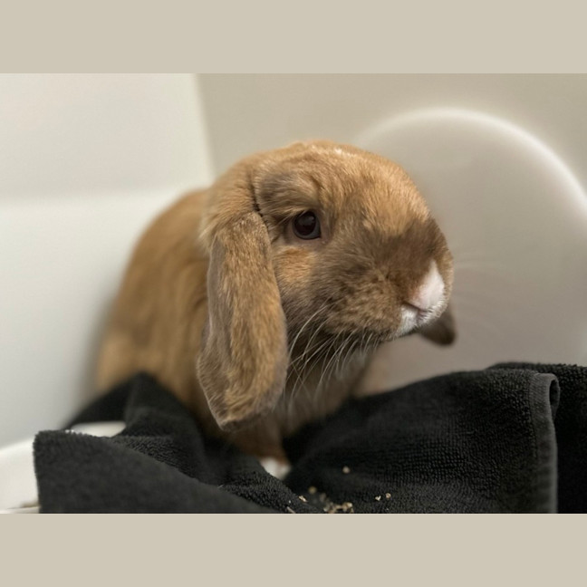 Photo of Cinnamon & Coco