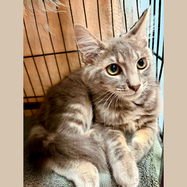 Photo of Romeo