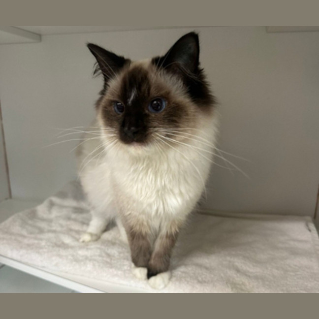 Photo of Smokey