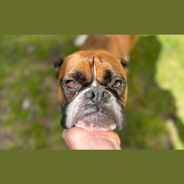 Photo of Toto