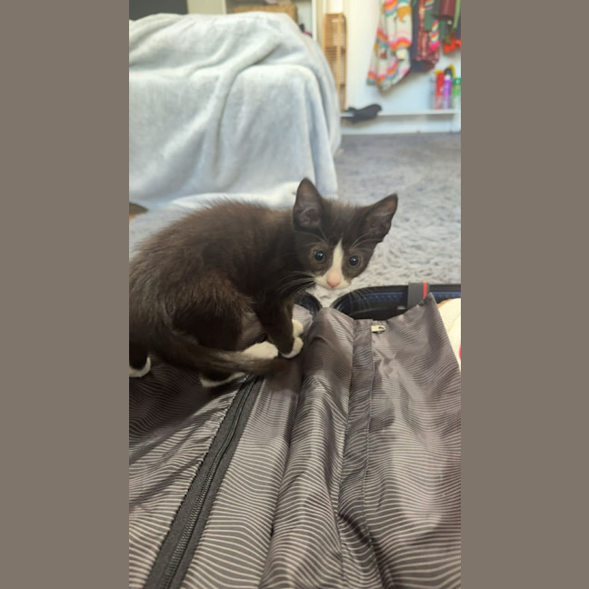 Photo of Spike