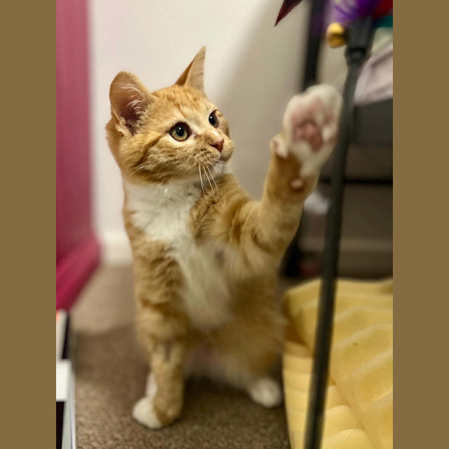 Photo of Harold Aka Beans