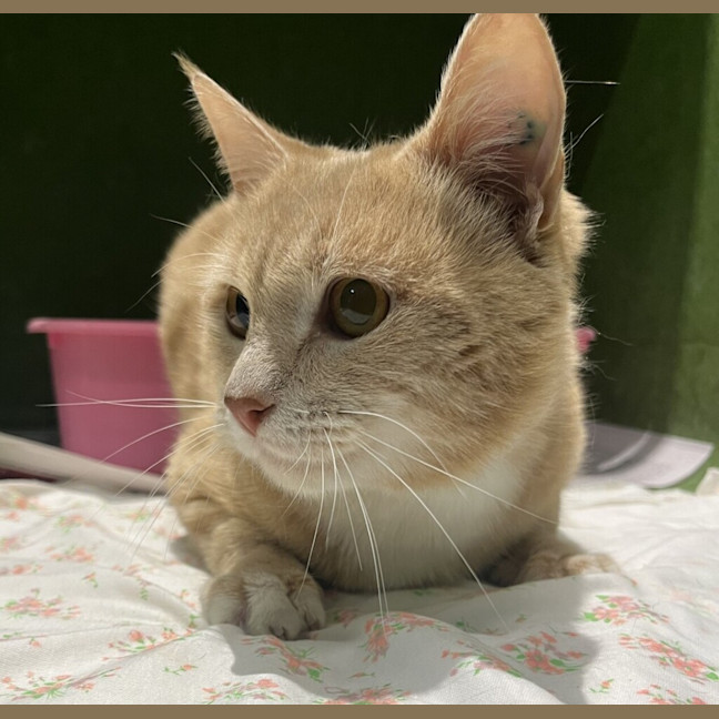 Photo of Nemo