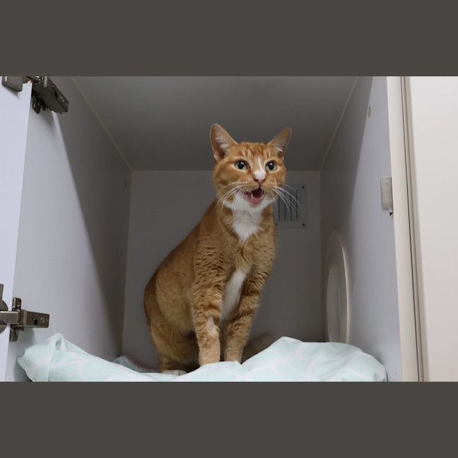 Photo of Cinnamon