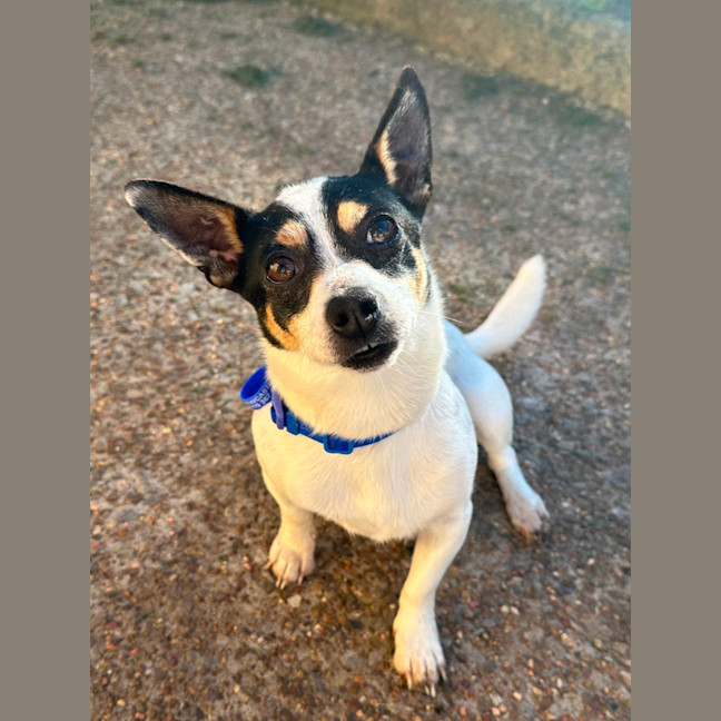 Photo of Mickey   6 Year Old Mini Fox Terrier