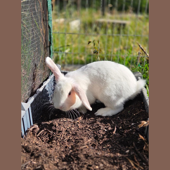 Photo of Gidget 