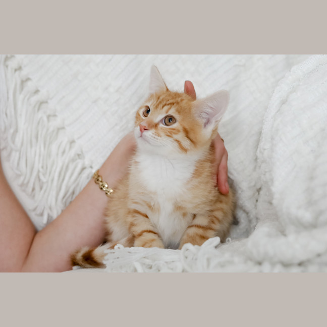 Photo of Dex
