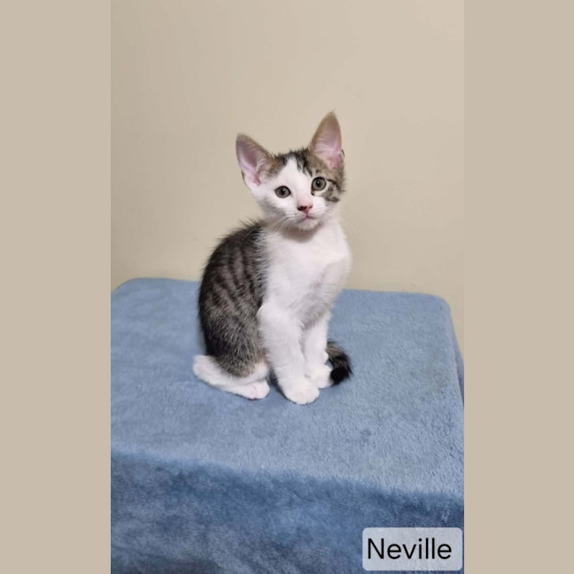 Photo of Neville