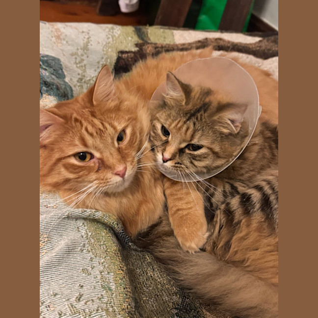 Photo of Nala & Simba