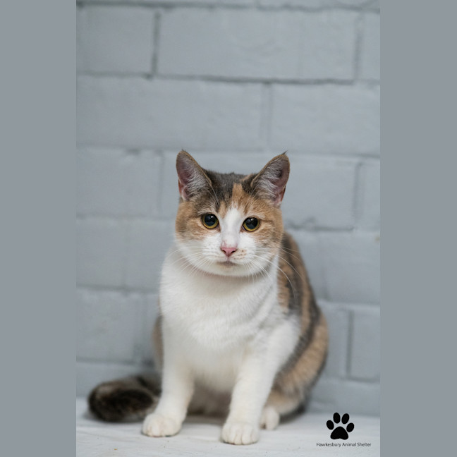 Photo of Daisy