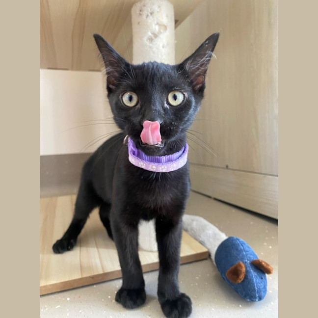 Photo of C1487 Vincent