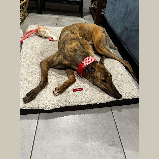 Photo of Richie The Greyhound 