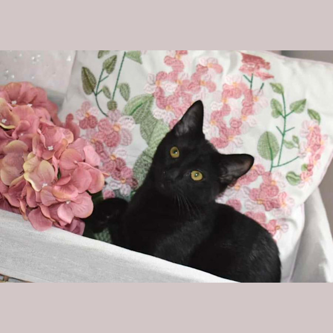Photo of Dahlia
