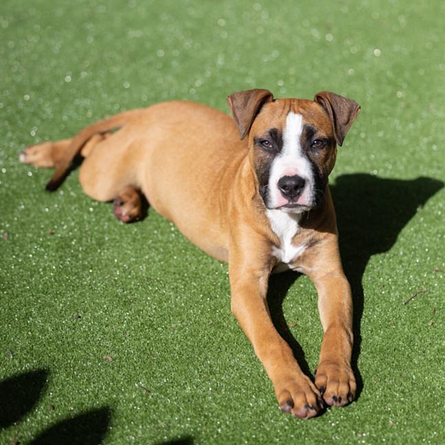 Photo of Comet