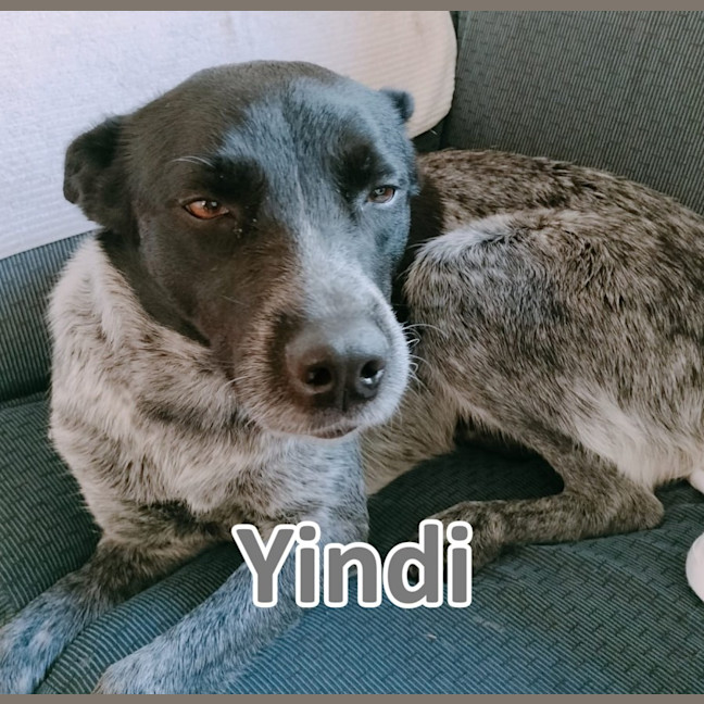 Photo of Yindi