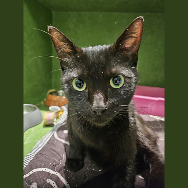 Photo of Bright Eyes