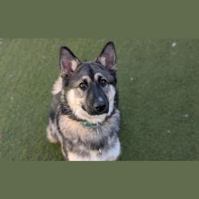 Photo of Shadow